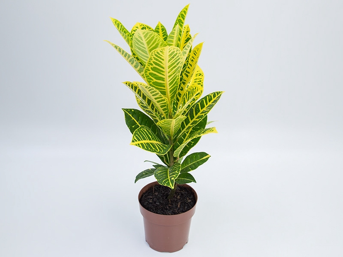 <h4>CROTON CANARINHO P17</h4>