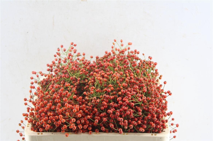 <h4>Rosa Autumn Joy</h4>