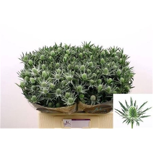 Eryngium Sirius Qstar 60cm X40