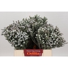 Kaaps Groen Silver Brunia