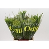 BQ Cape Greenmix