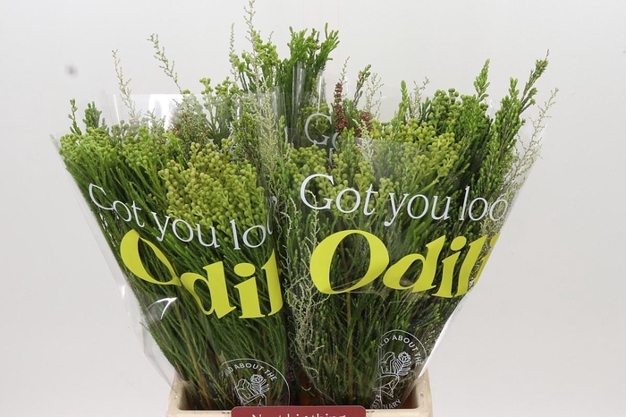 BQ Cape Greenmix