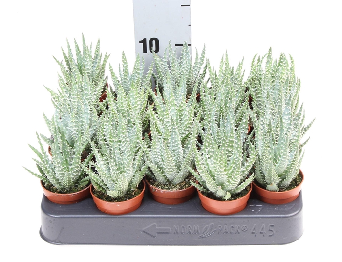 <h4>Aloe humilis</h4>