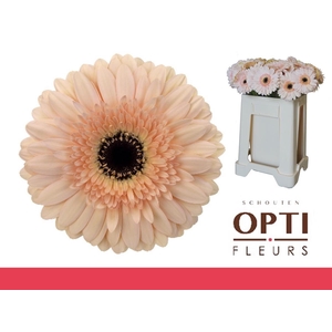 Gerbera Cafe del Mar Water