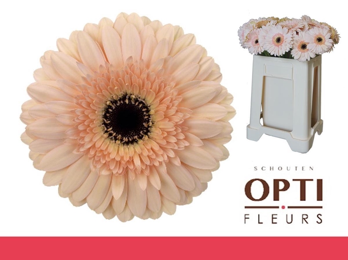 <h4>Gerbera Cafe del Mar Water</h4>