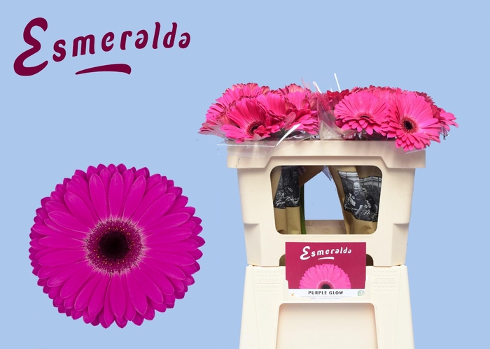 <h4>GE GR PURPLE GLOW</h4>