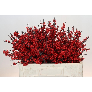 Ilex Rood