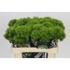 Dianthus Br Kiwi Mellow