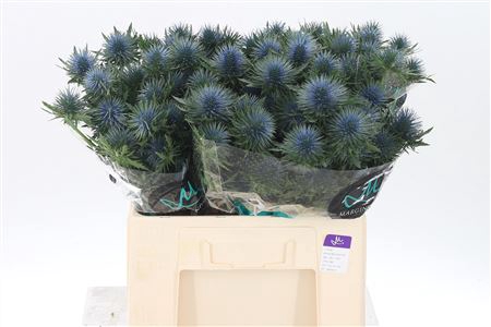 <h4>Eryngium Magnetar Qstar</h4>