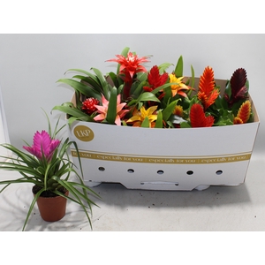 BROMELIA GEM