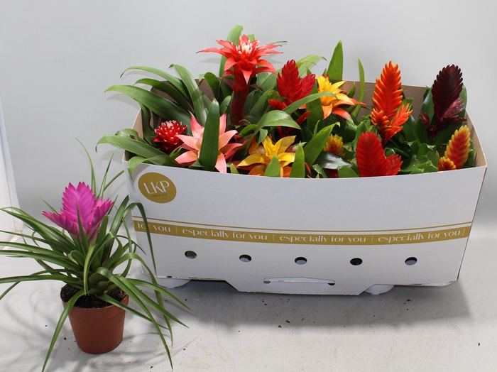 <h4>BROMELIA GEM</h4>