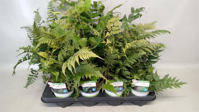 <h4>Ferns   ...</h4>