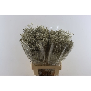 Dried Limonium Diamond Platina Pst