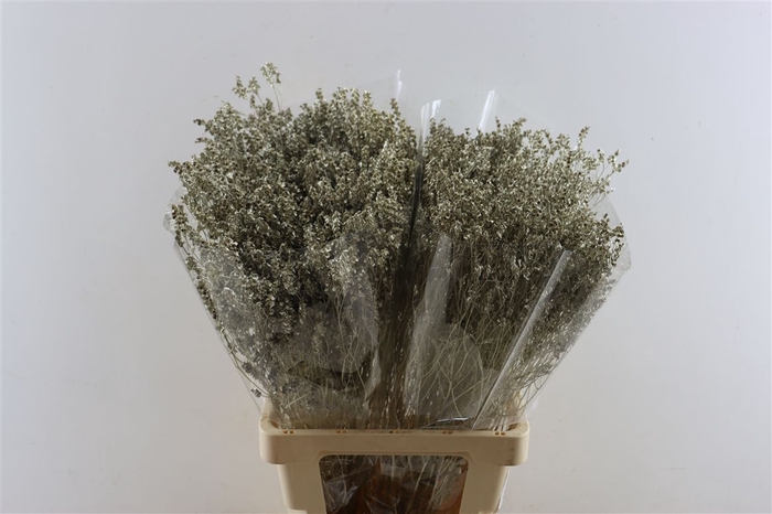 <h4>Dried Limonium Diamond Platina Pst</h4>