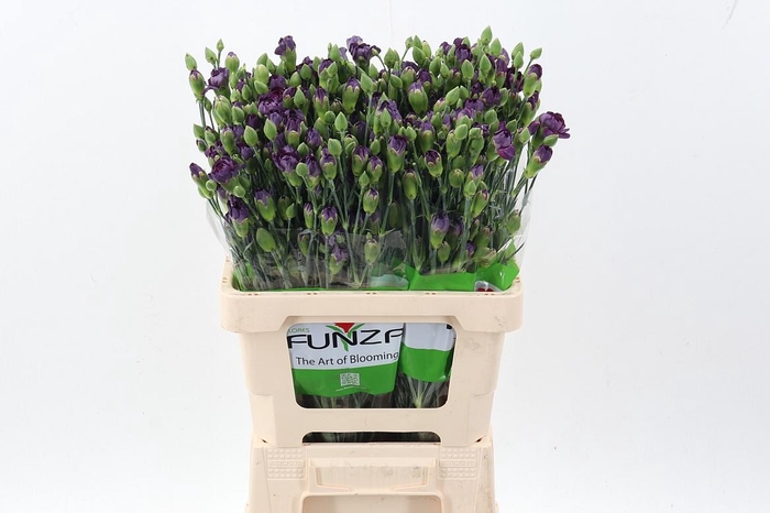 <h4>Di Tr Silicon</h4>