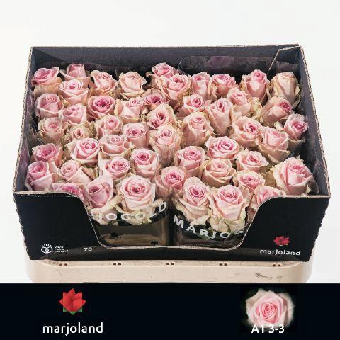 Rosa grootbloemig Sweet Dolomiti