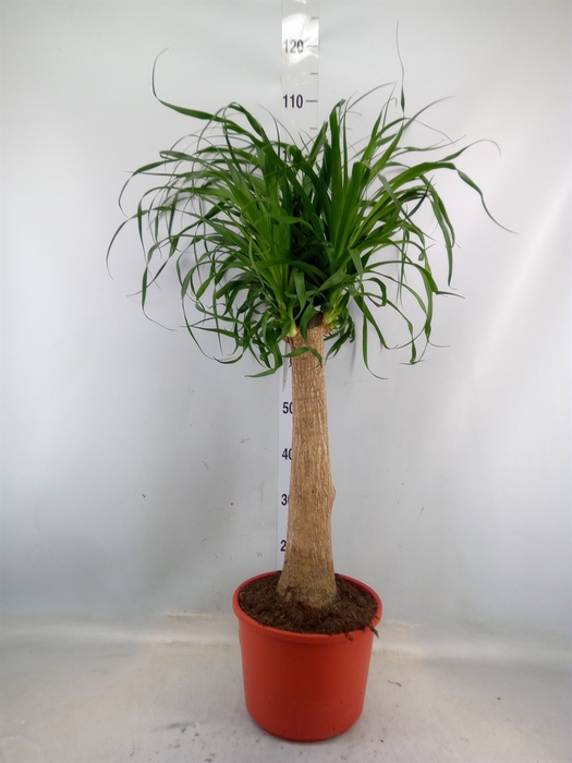 <h4>Beaucarnea recurvata</h4>