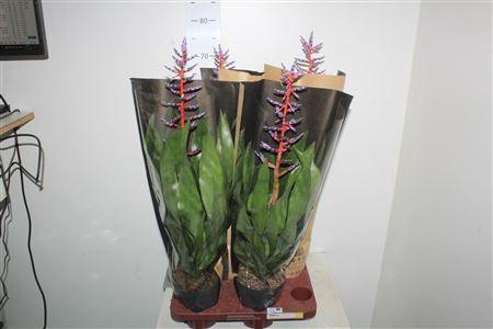 <h4>Aech Blue Rain</h4>