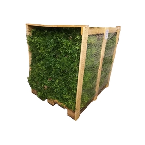 Pistache 50cm (per Pallet)