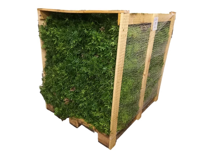<h4>Pistache 60cm (full Pallet)</h4>