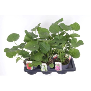 Alcea rosea Chart. Double Mix