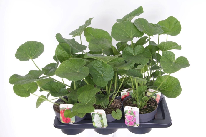 <h4>Alcea rosea Chart. Double Mix</h4>