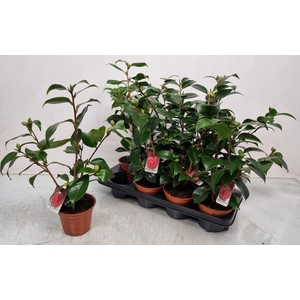 CAMELLIA JAPONICA