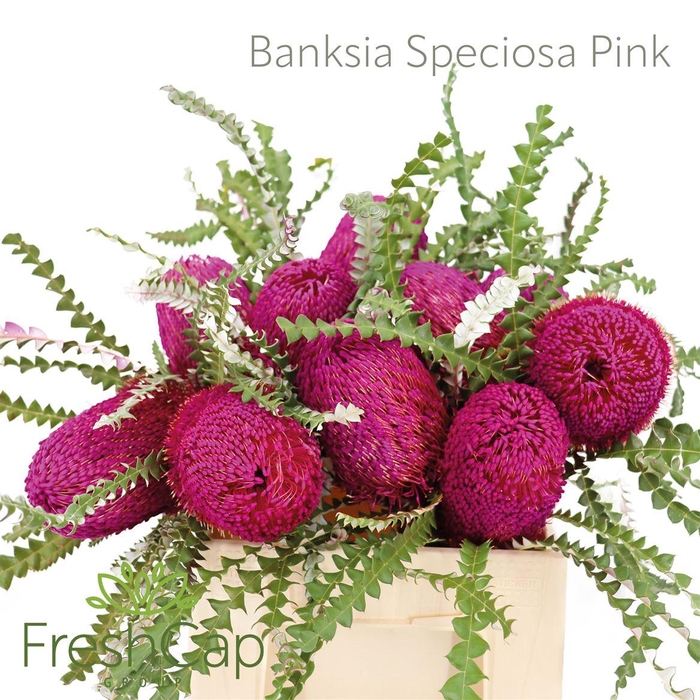 <h4>Banksia Speciosa Pink</h4>