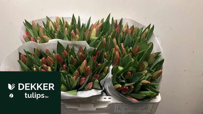 <h4>TU EN KUNG-FU</h4>