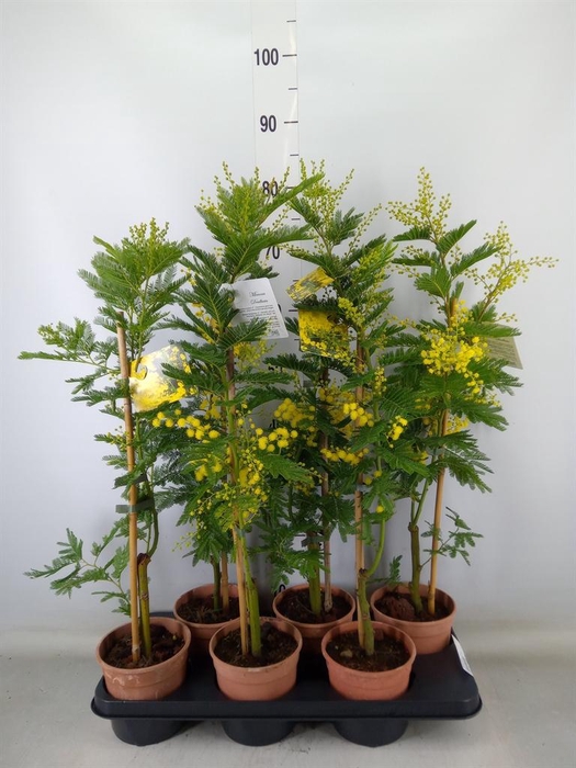 <h4>Mimosa pudica</h4>