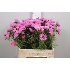 Cosmos Bipinnatus Rose