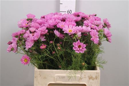 <h4>Cosmos Bipinnatus Rose</h4>