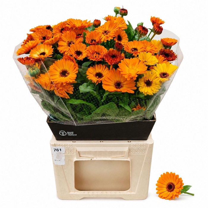 <h4>CALENDULA GREEN SPOT ORANGE CALEND</h4>