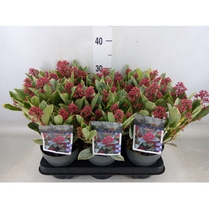 Skimmia jap. 'Perosa'