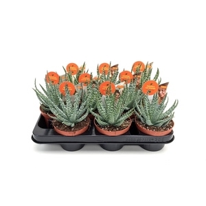 Aloe   ...