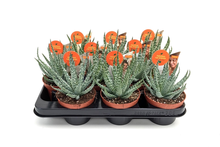 <h4>Aloe   ...</h4>