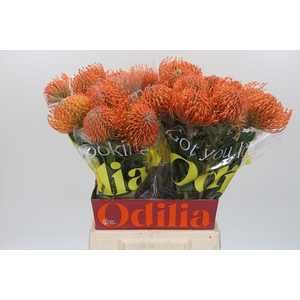 Nutans Ayoba Mandarin Zest