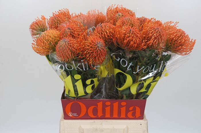 <h4>Nutans Ayoba Mandarin Zest</h4>