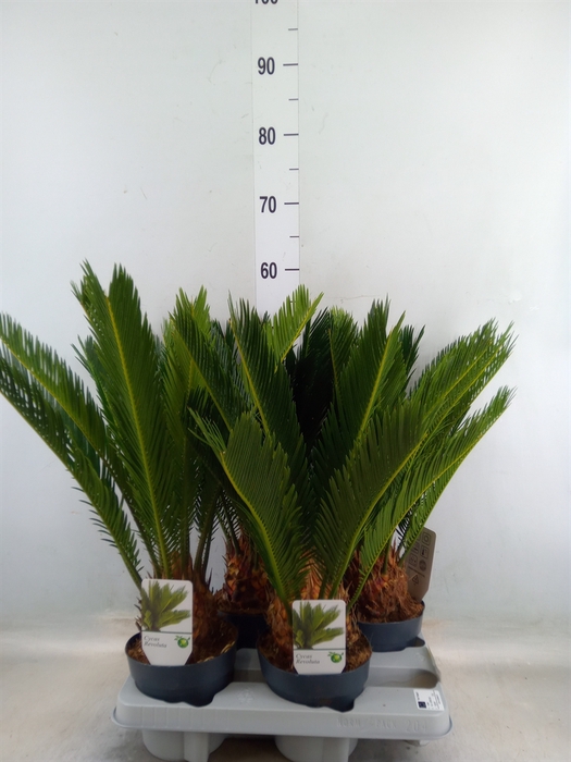 <h4>Cycas revoluta</h4>