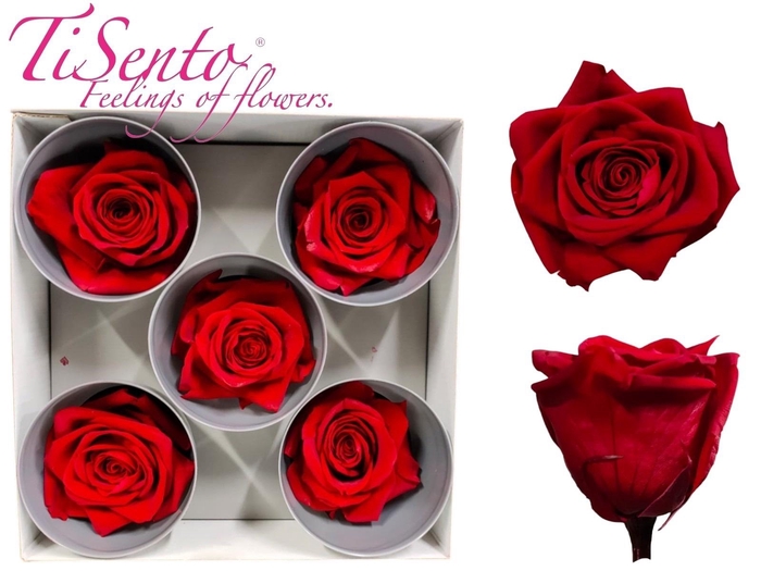 <h4>ARR ROSA POT H%</h4>
