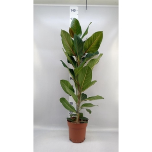 Ficus benghalensis 'Joy'