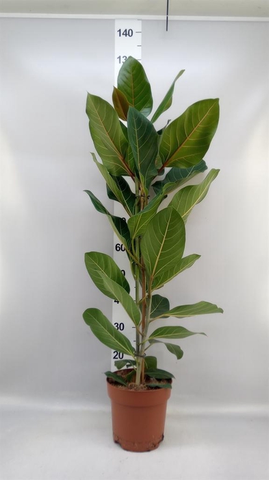 <h4>Ficus benghalensis 'Joy'</h4>