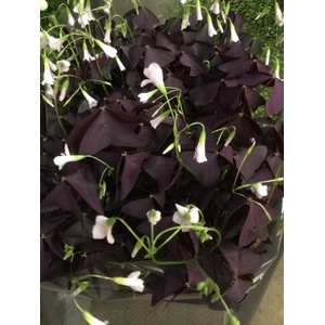 Oxalis trian. Burgundy Wine