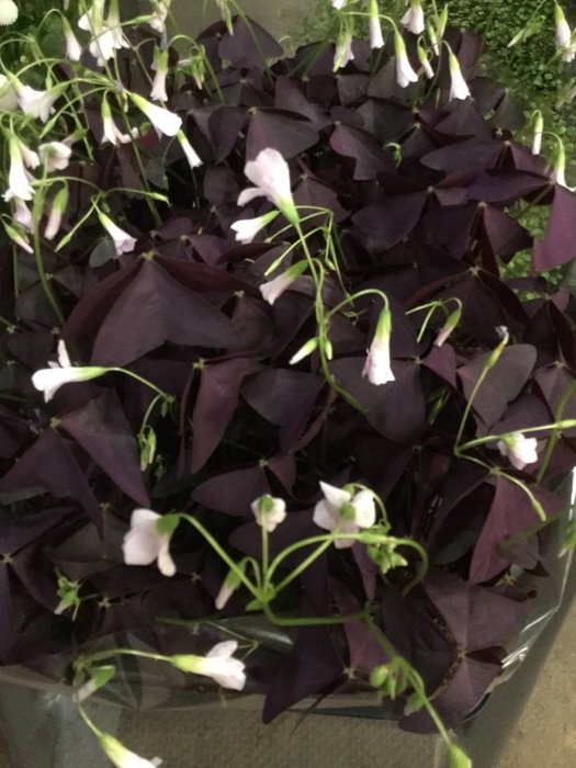 <h4>Oxalis trian. Burgundy Wine</h4>