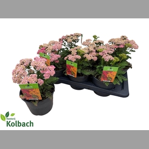 ACHI MILLEFOLIUM