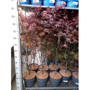 Acer palmatum 'Skeeters Broom'