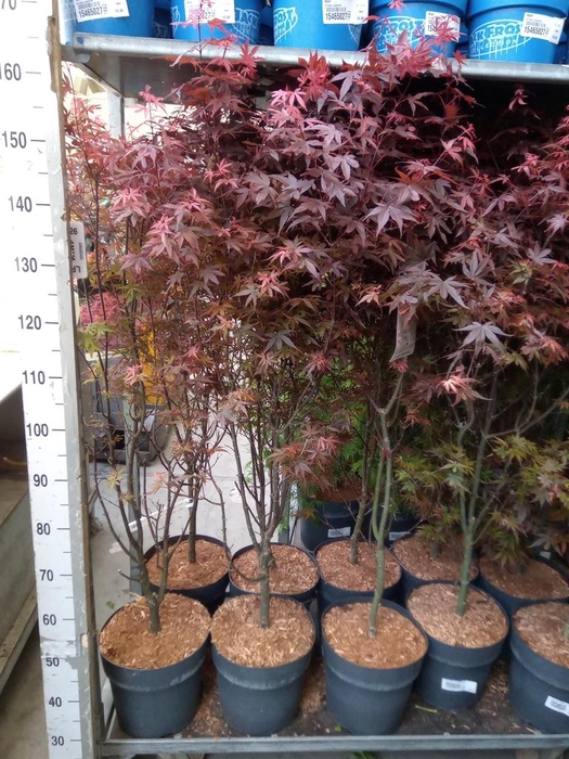<h4>Acer palmatum 'Skeeters Broom'</h4>