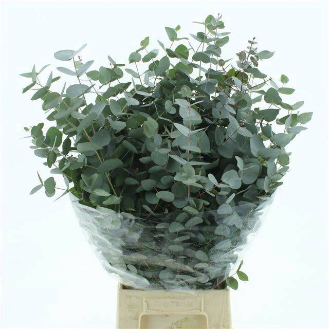 <h4>EUC CINEREA PER BOS</h4>