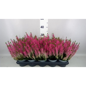 Calluna vulg. 'Beauty L Mia'