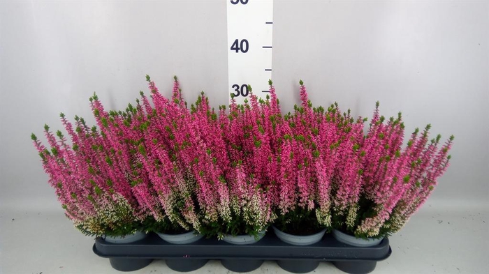 <h4>Calluna vulg. 'Beauty L Mia'</h4>